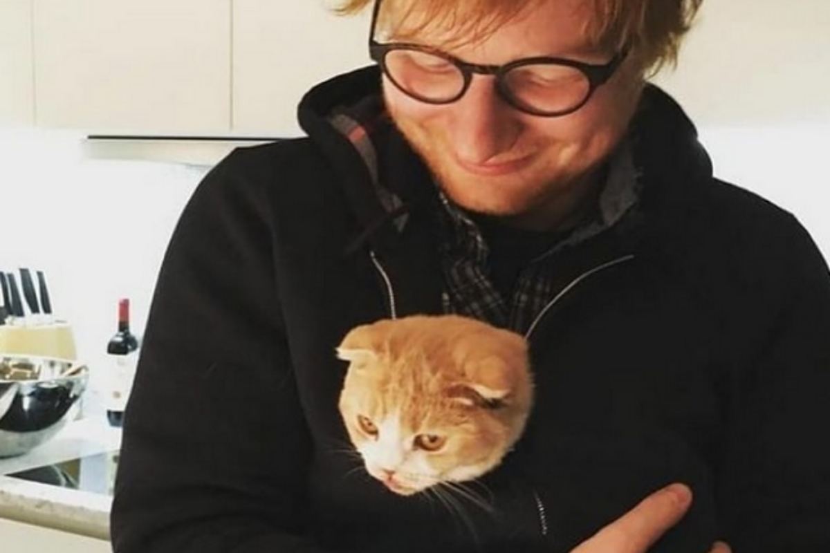 Ed Sheeran com seu gato
