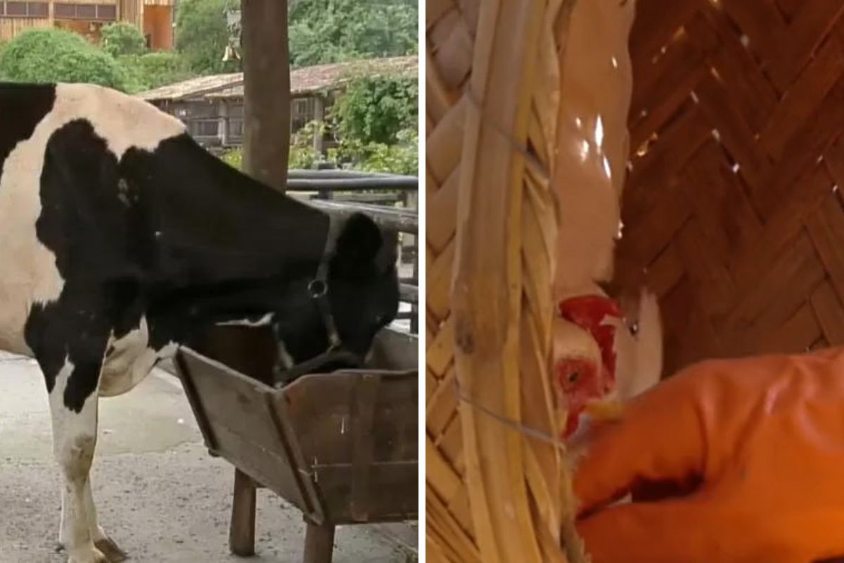 Vaca e galinha se 'rebelam' em 'A Fazenda 15'