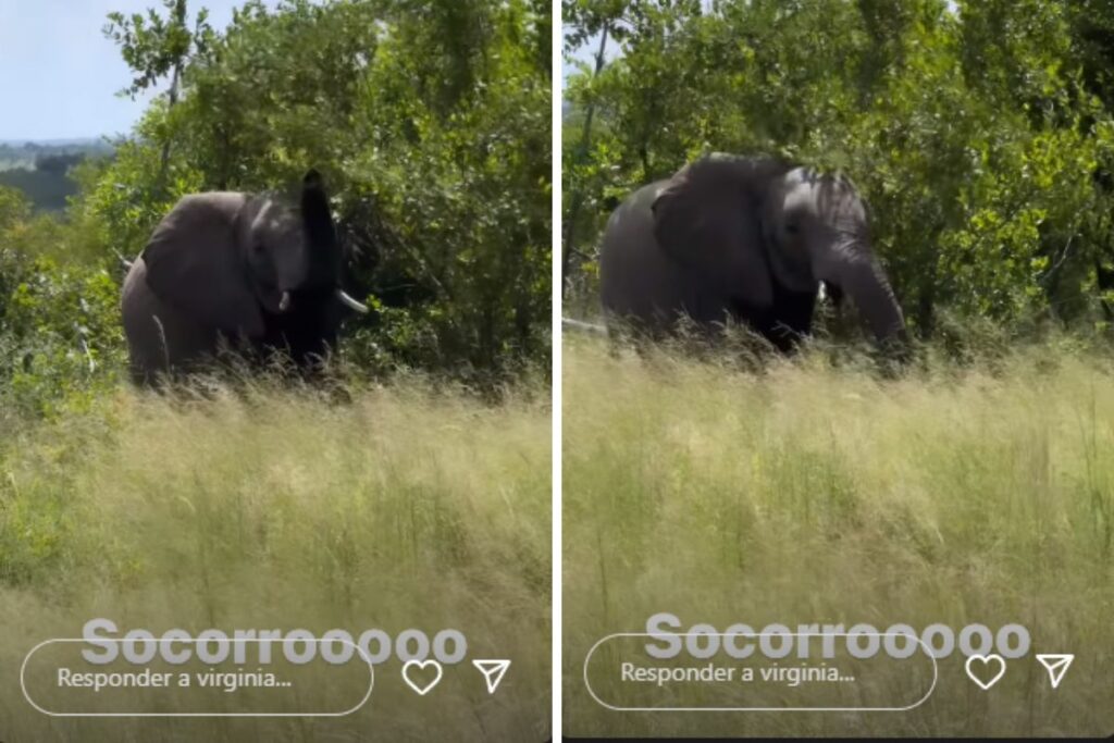 Elefante dá 'olá' para Virginia Fonseca (Reprodução/Instagram)
