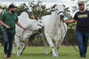 Henrique e Juliano com gado na fazenda
