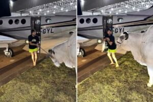 Nattan leva a vaca para o avião
