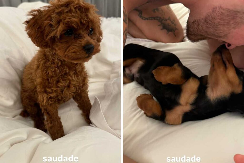 fotomontagem de stories de Bruna Marquezine com cachorros da família de João Guilherme