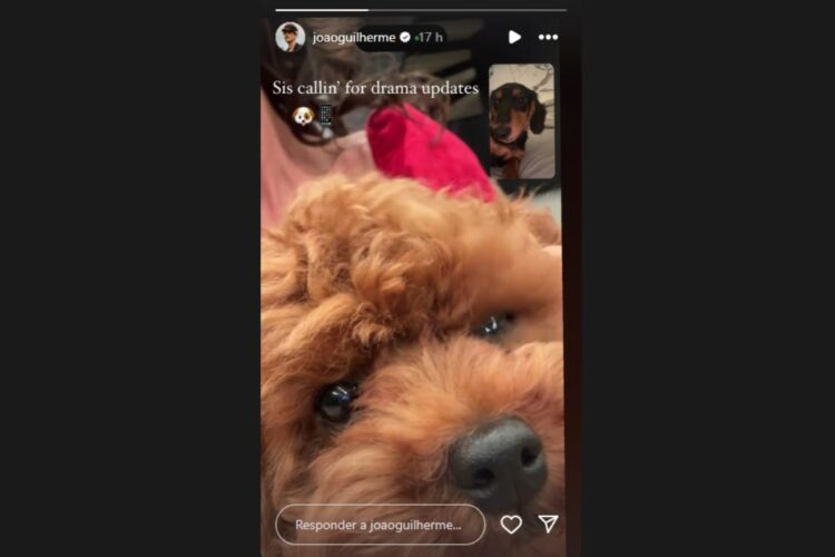 stories de videochamada de pets de joão guilherme e bruna marquezine