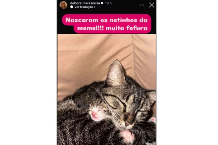 Mãe de Mel Maia comemorando nascimento de filhotes de gatinha