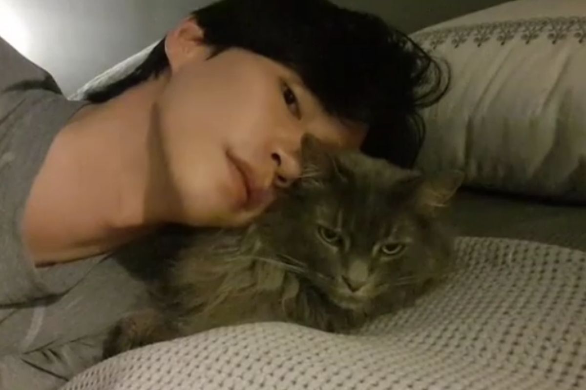 Song Jae rim e um de seus gatos