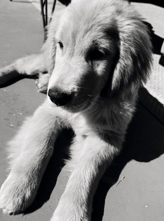 Esta é Maui, a nova integrante da família Sato Prattes