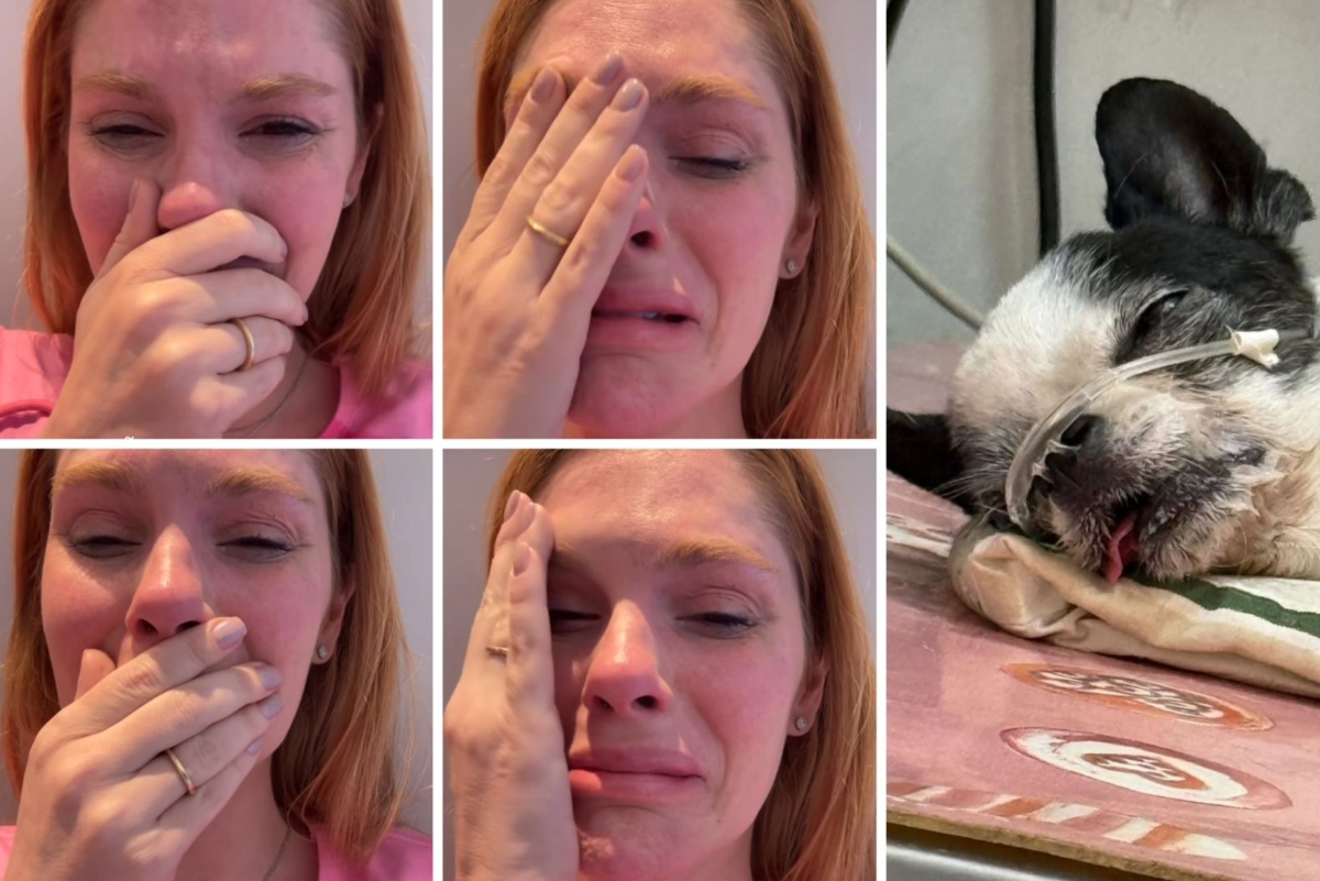 Bárbara Evans e o pet em convulsão