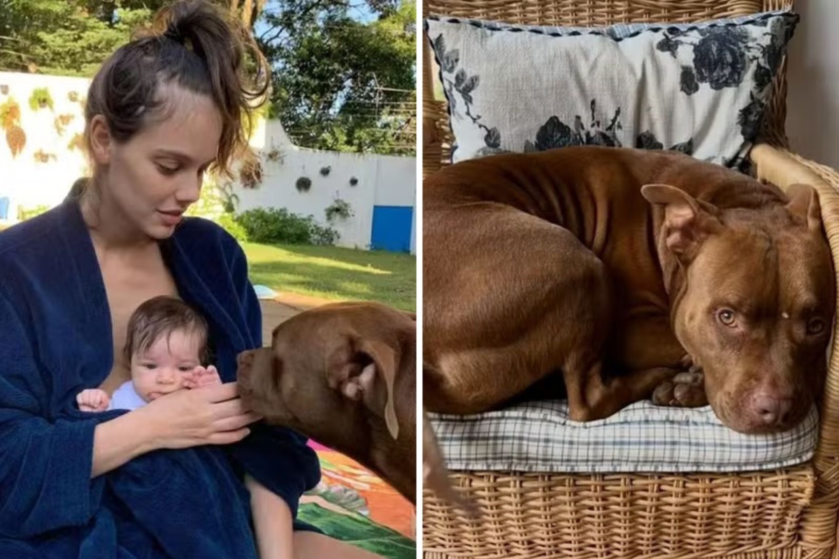 Laura Neiva lamentamorte do pet