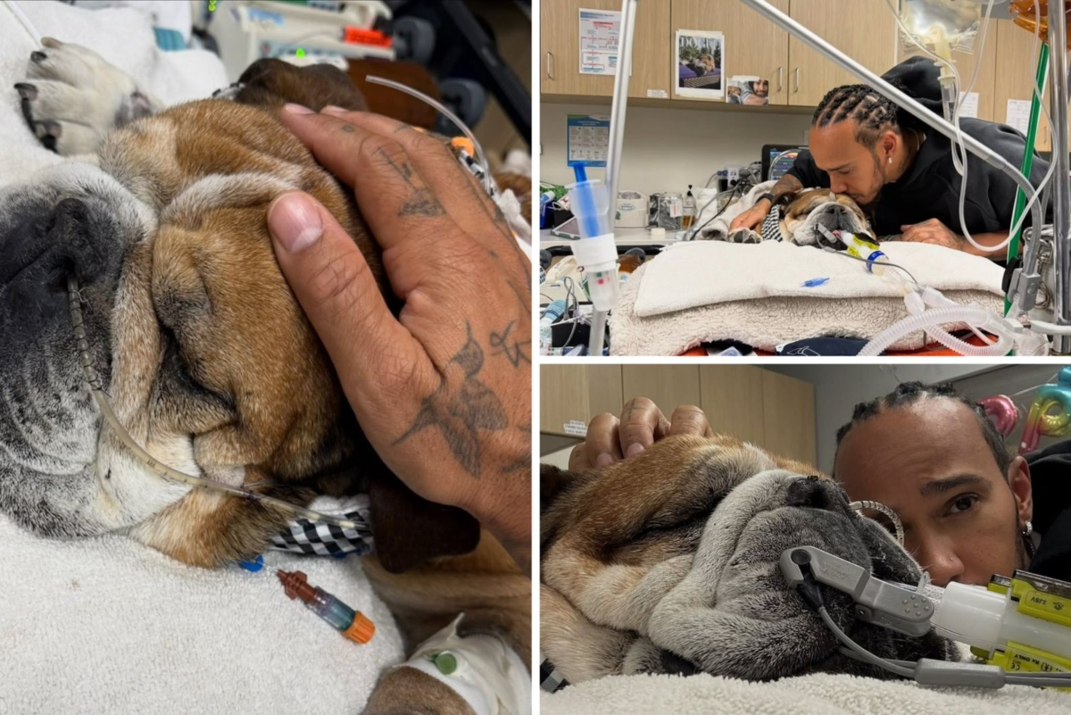 Morre Roscue, cachorro de Lewis Hamilton