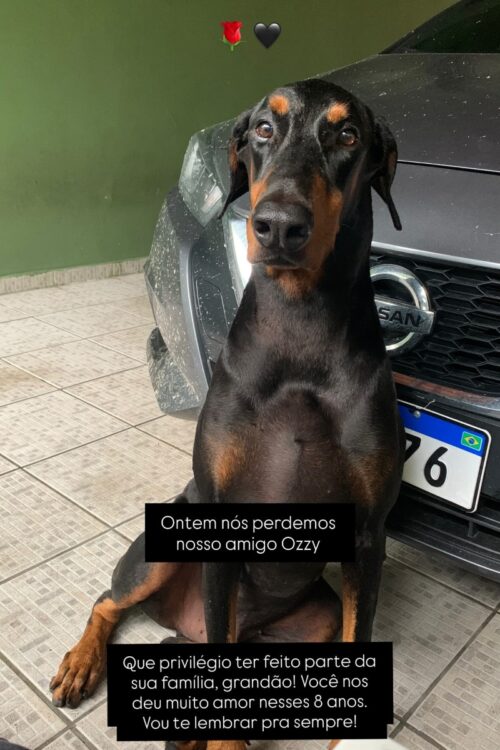 Morre o cachorro do cantor Matheus Santaella