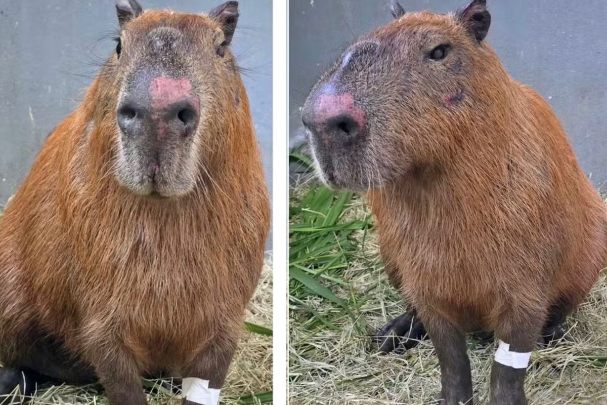 Capivara espancada