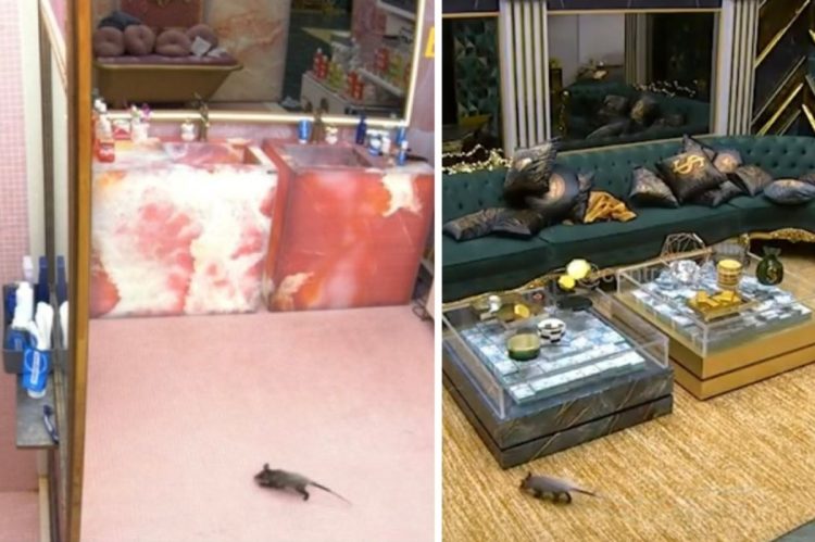 Gambá invade a casa do BBB 26