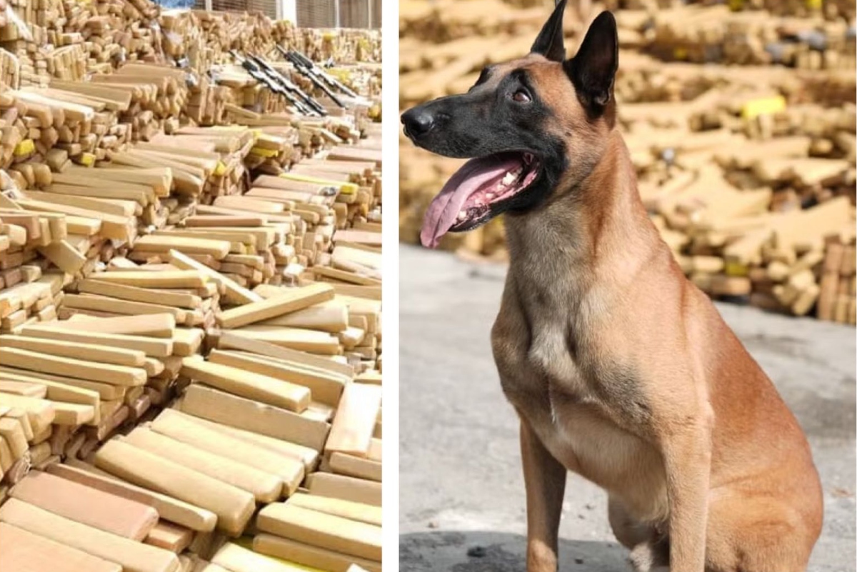 Pastor belga encontra toneladas de maconha