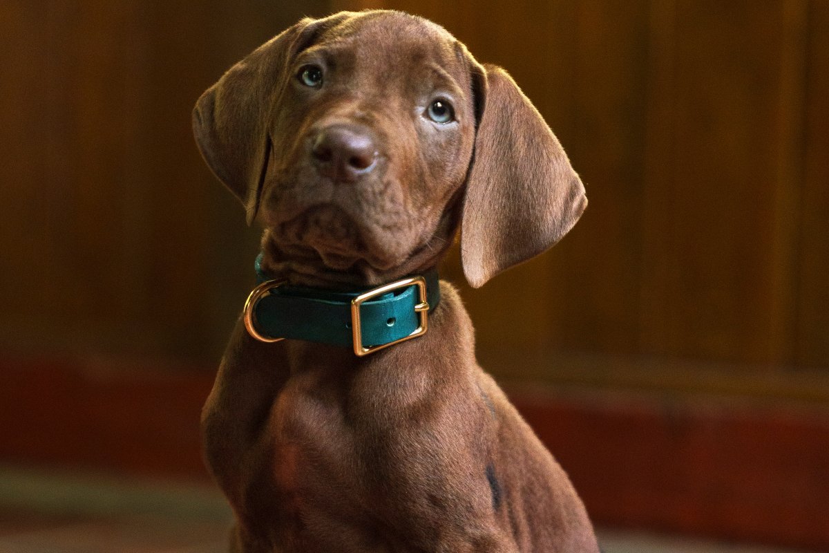 Visual de Scooby em 'Scooby-Doo: A Origem'