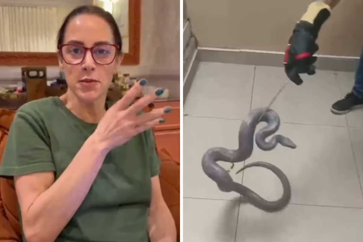 silvia abravanel reencontra cobra desaparecida