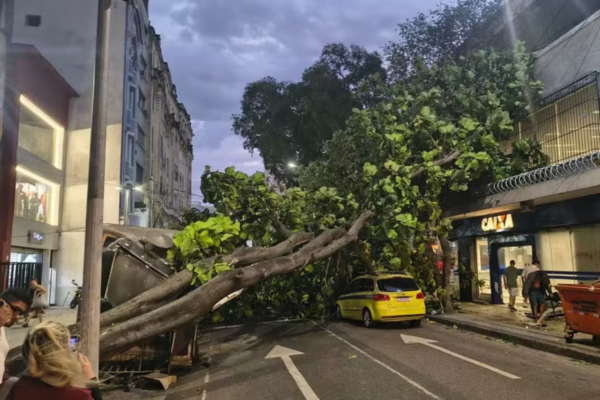 Queda de árvore após ventania no RJ